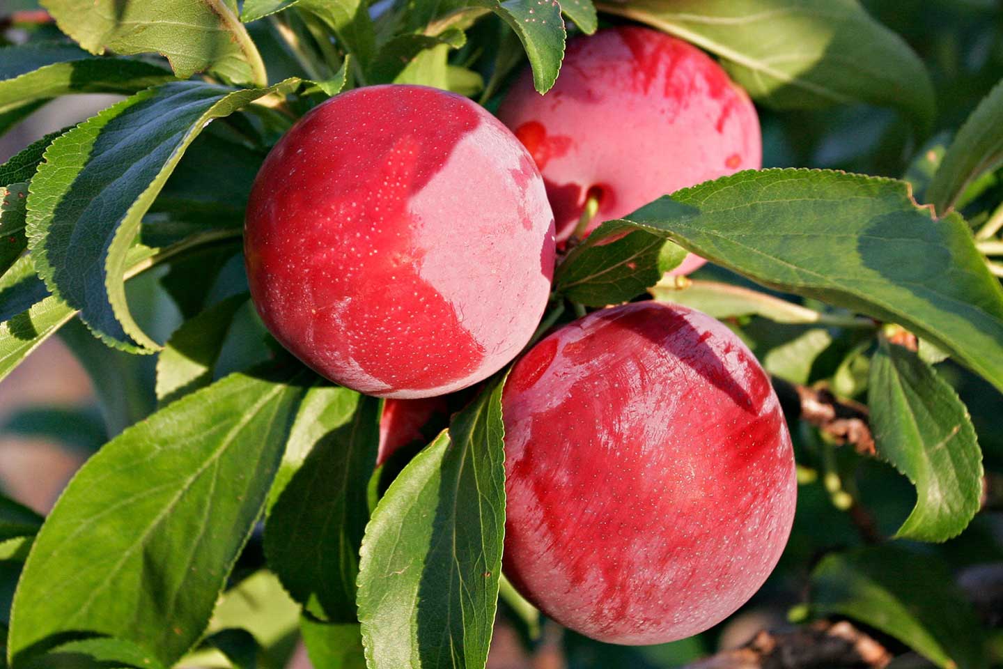 Kelpak On Plums