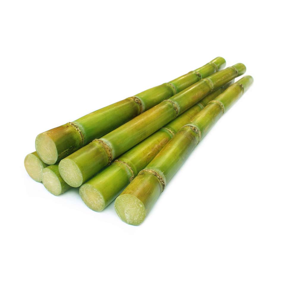 sugar cane