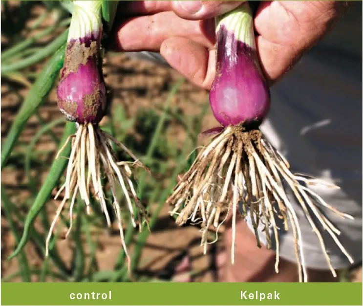 Onion comparison: control on the left and Kelpak on the right