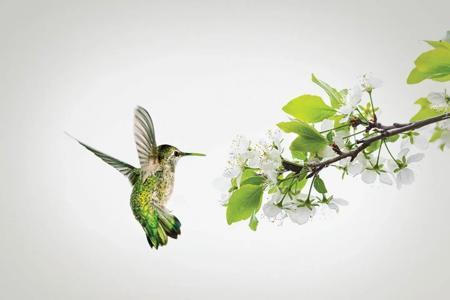 Hummingbird beside green flowers