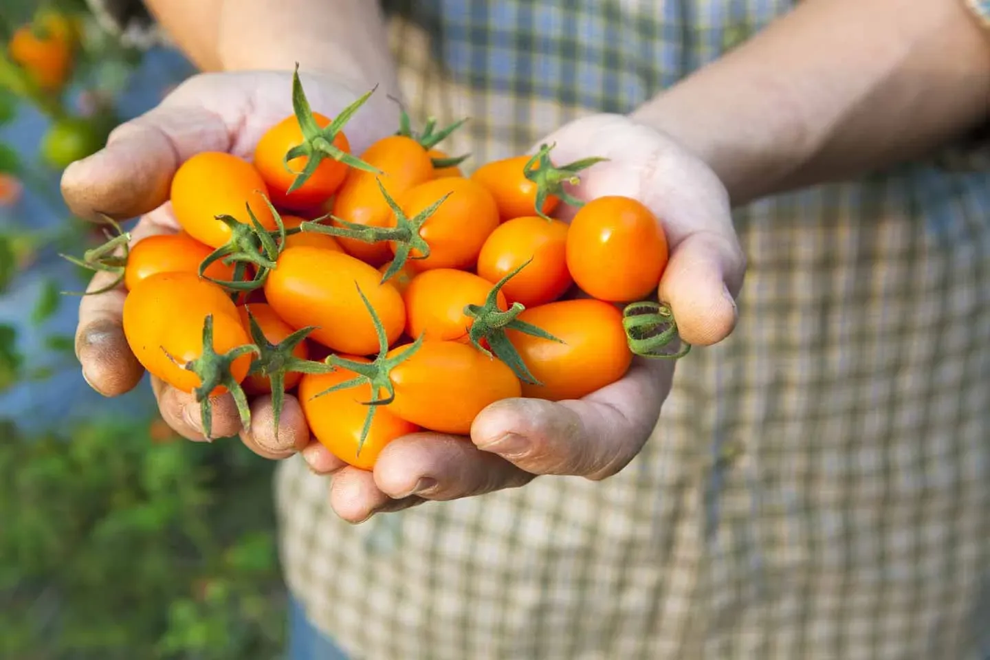 Hands holding freshly harvested tomatoes