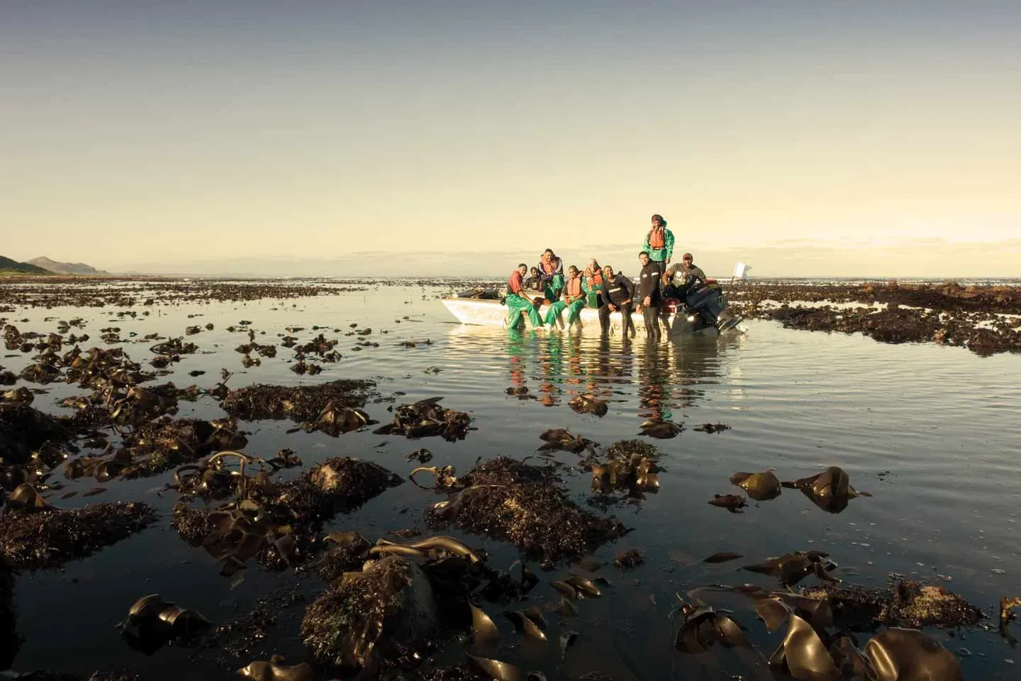 Equipo de cosecha de kelp de pie en aguas poco profundas