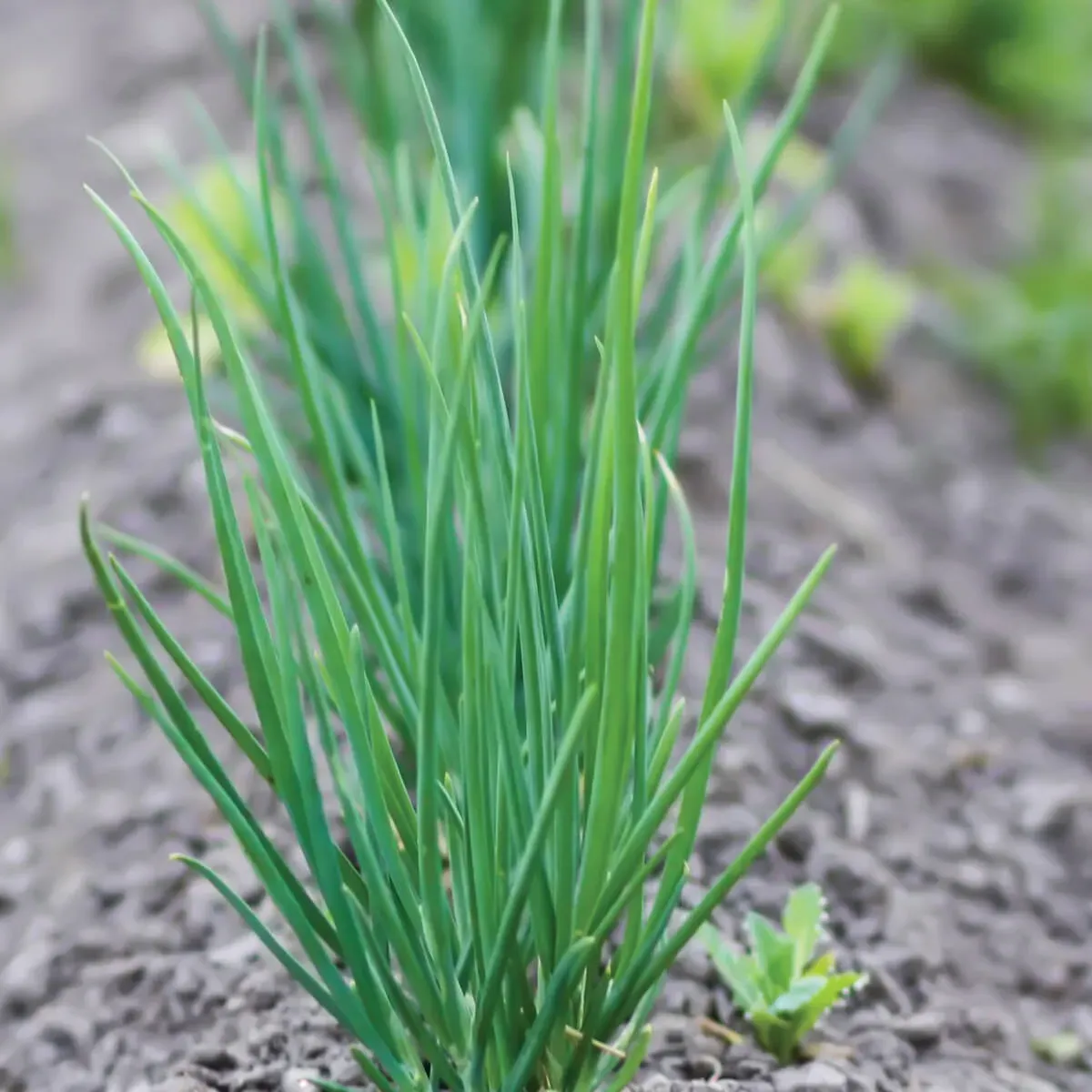 Onion stage 3: repeat foliar spray