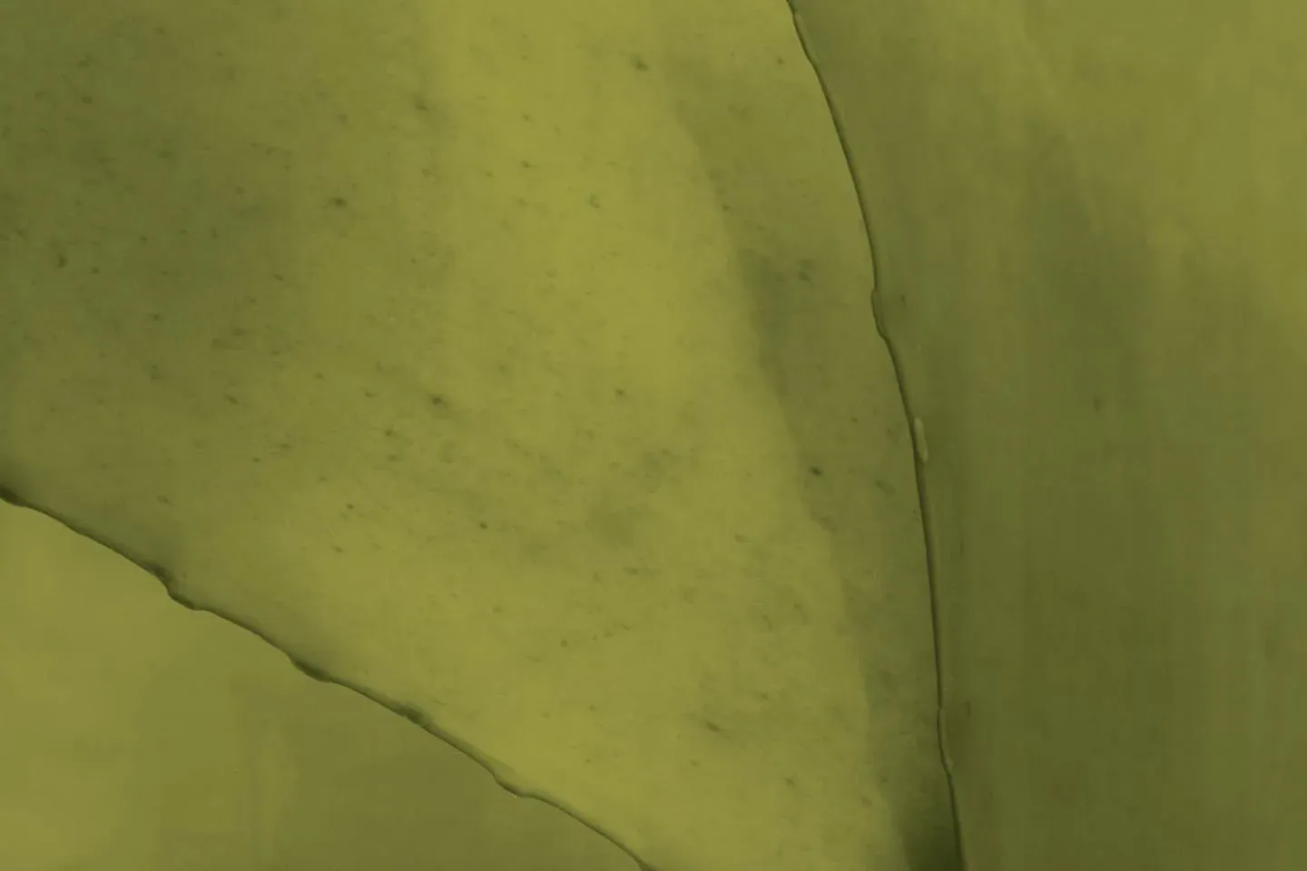 Primer plano de tejido translúcido de kelp