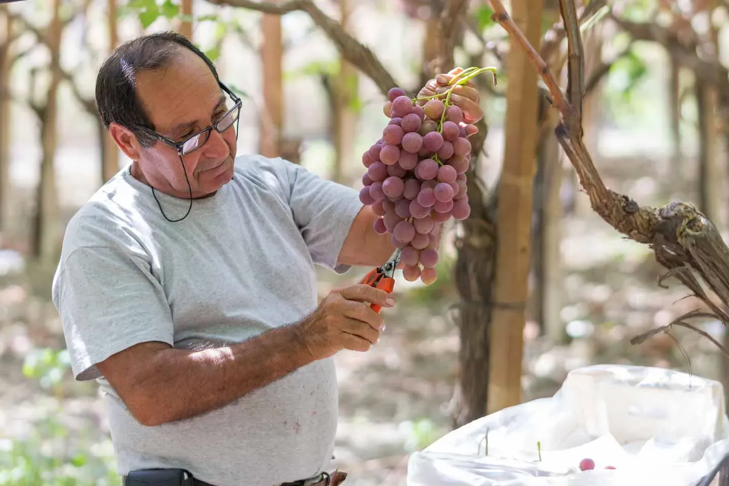 Man inspecting a bunch of red grapes in a vineyard