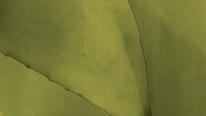 Close-up of a kelp blade