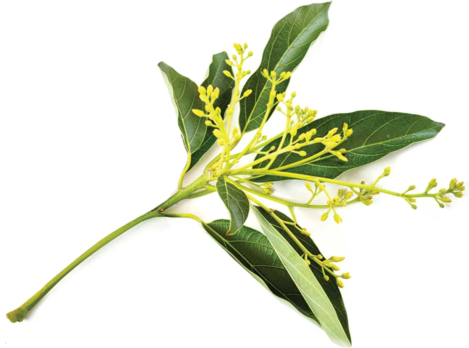 NB Boron application with Kelpak is essential for fruit set: