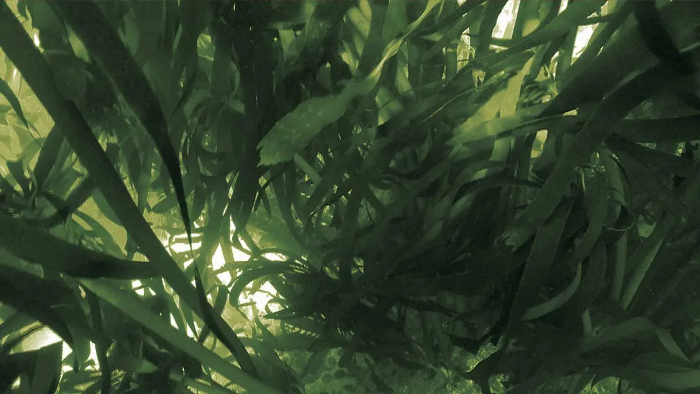 Dense kelp blades underwater
