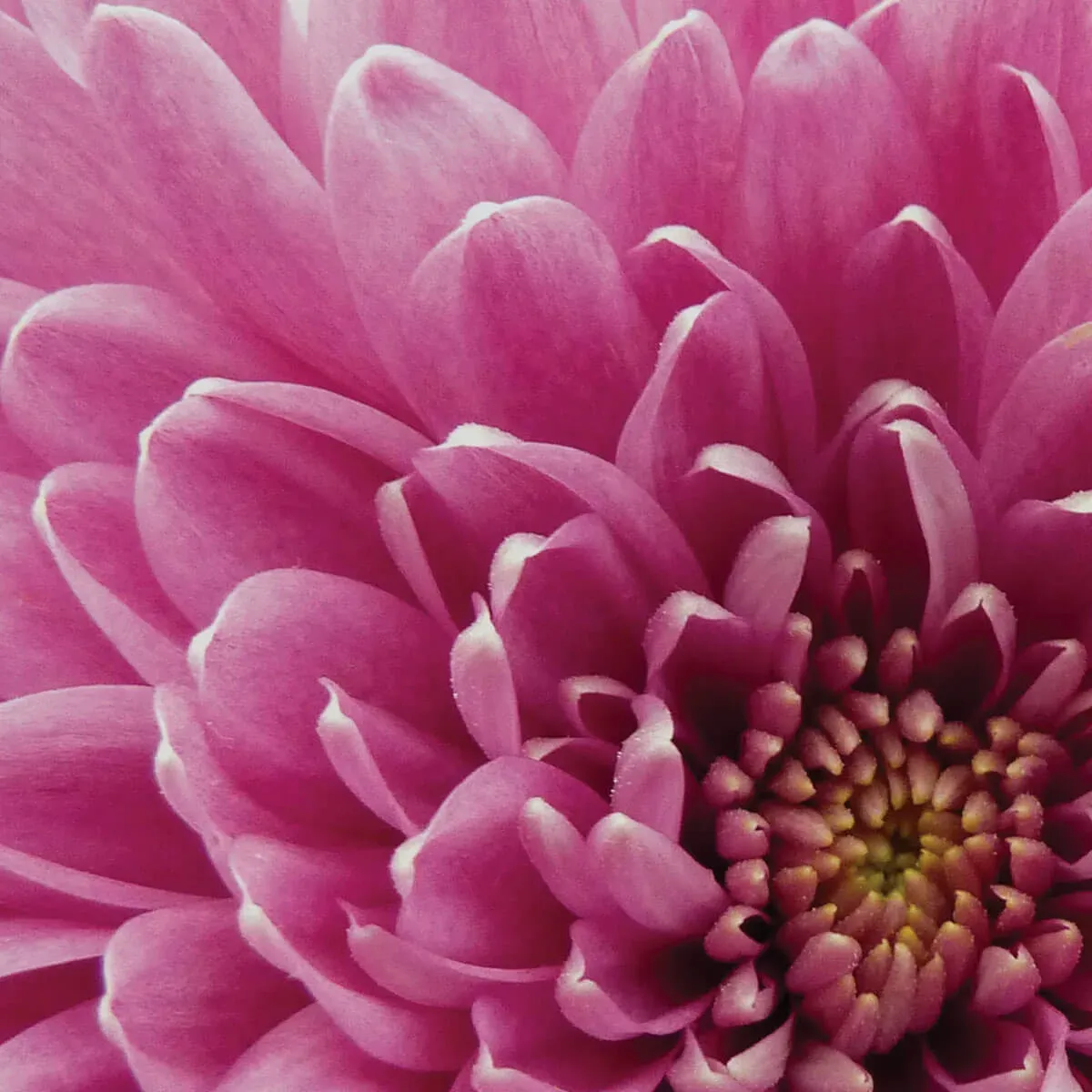 Flores