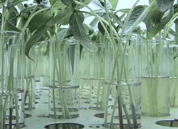 Plantas creciendo en recipientes de vidrio de laboratorio
