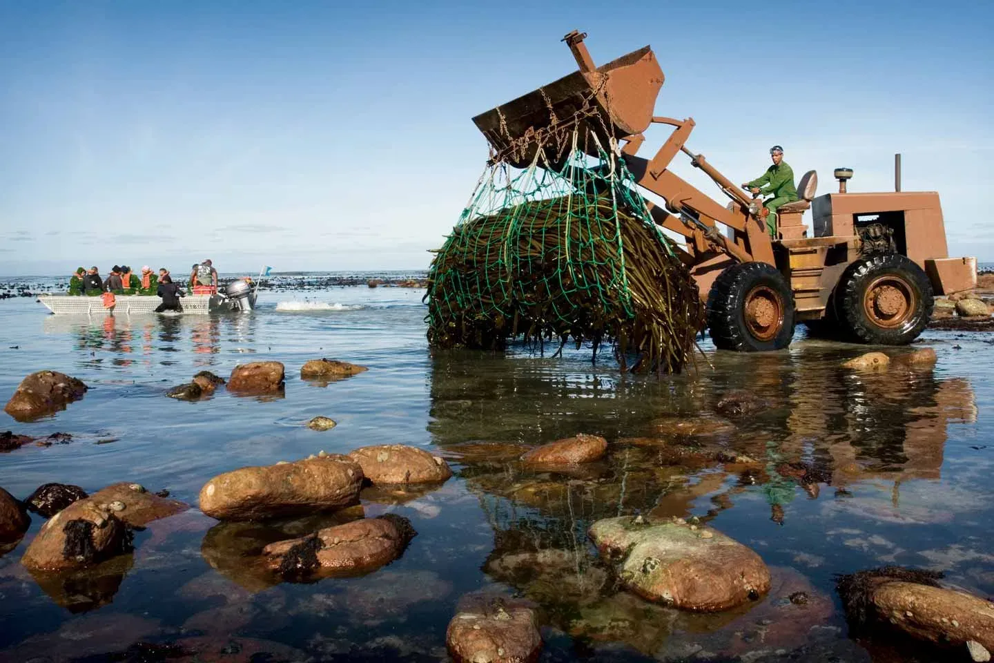 Loader collecting harvested kelp at the shore