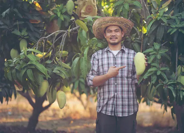 Grower holding harvested fruit in an orchard