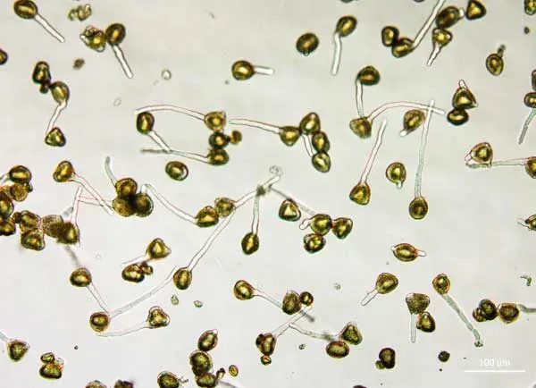 Microscope view of germinating pollen