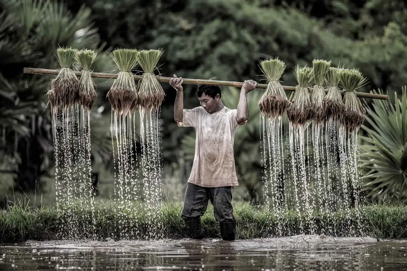 Man casting a fishing net beside a river