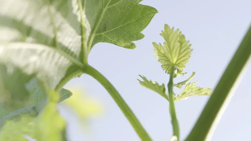 Young grapevine leaves in sunlight