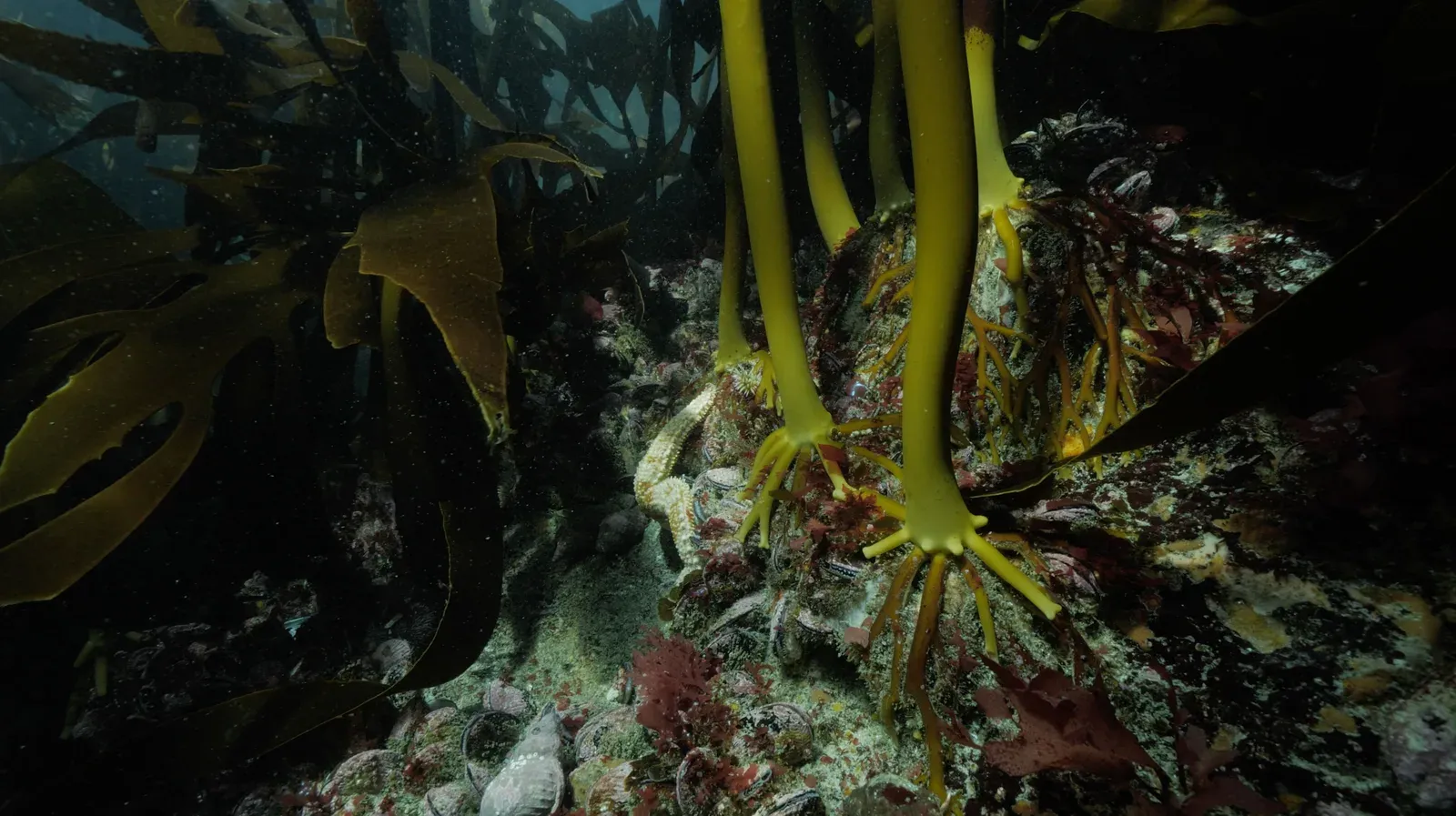 Kelp holdfast attached to a rocky seabed