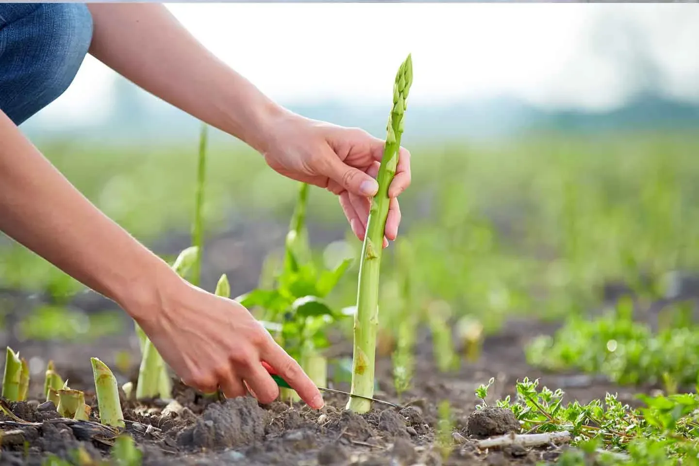 Hands tending a young plant in a field
