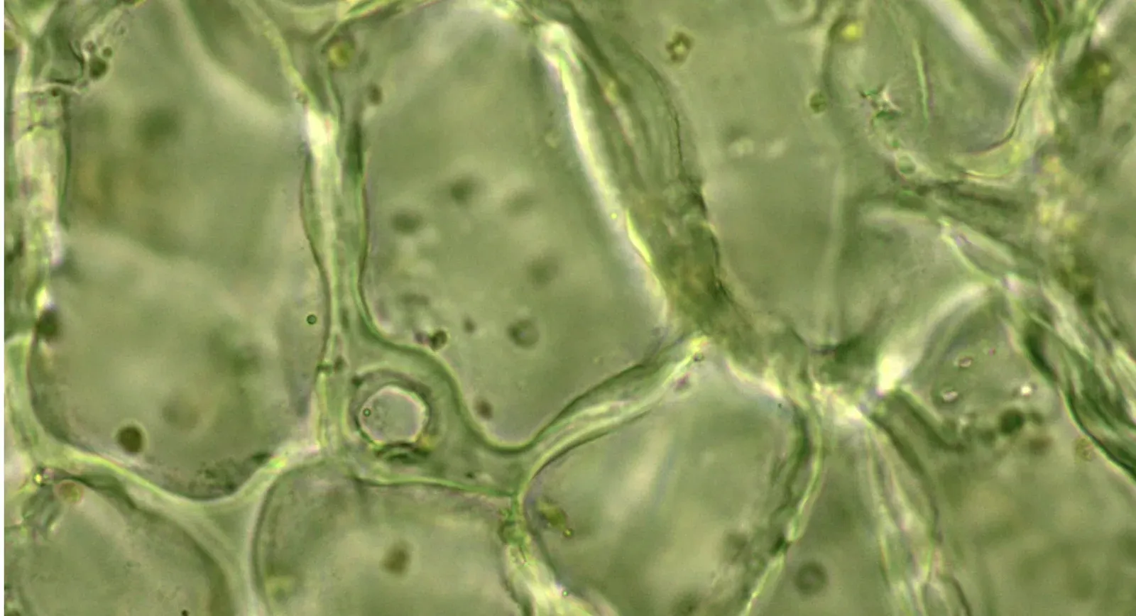 Vista microscópica de células de kelp.