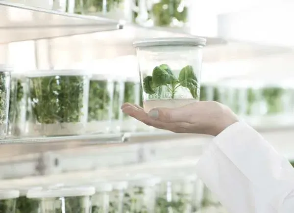 Científico sosteniendo un cultivo vegetal