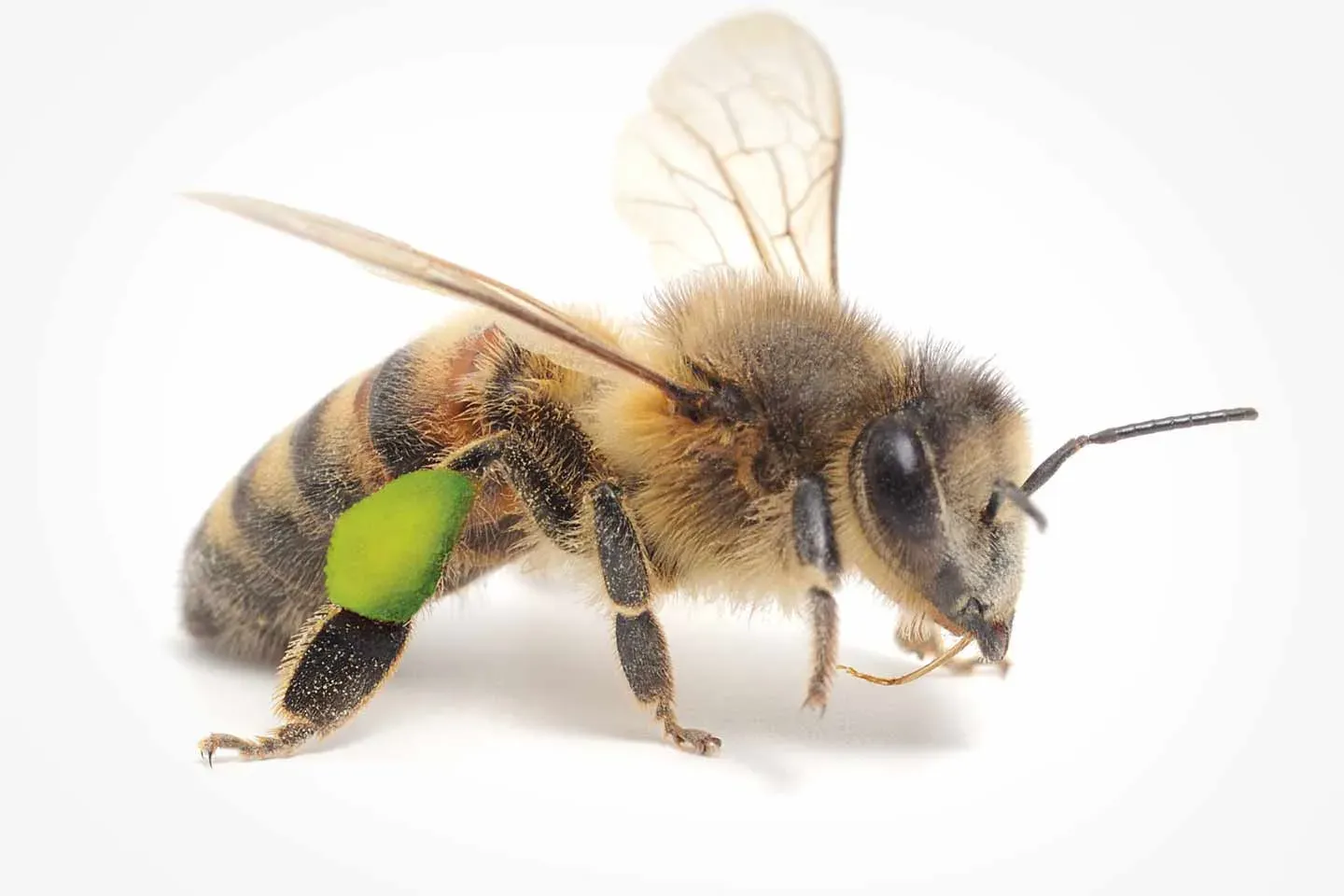 Bee carrying green pollen