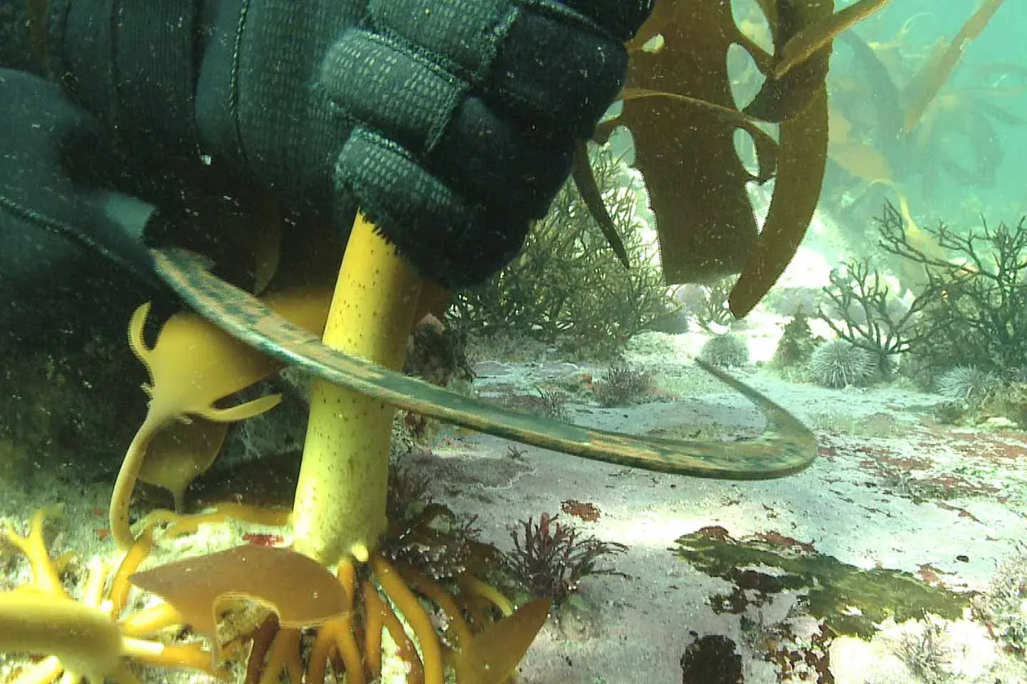 Gloved hand cutting a kelp stem