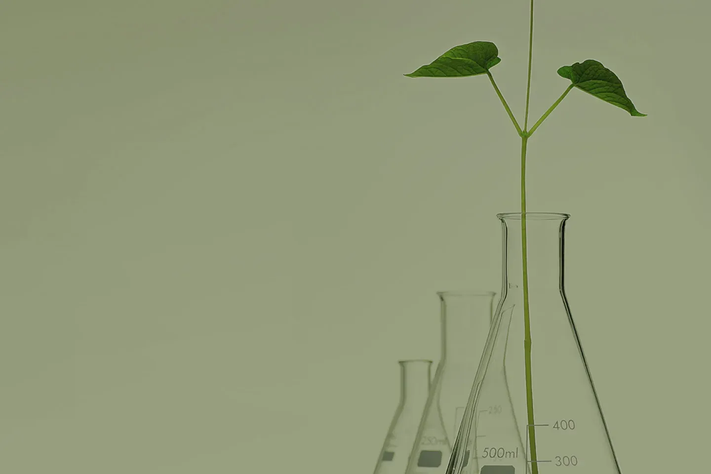 Plántula creciendo en un matraz de laboratorio