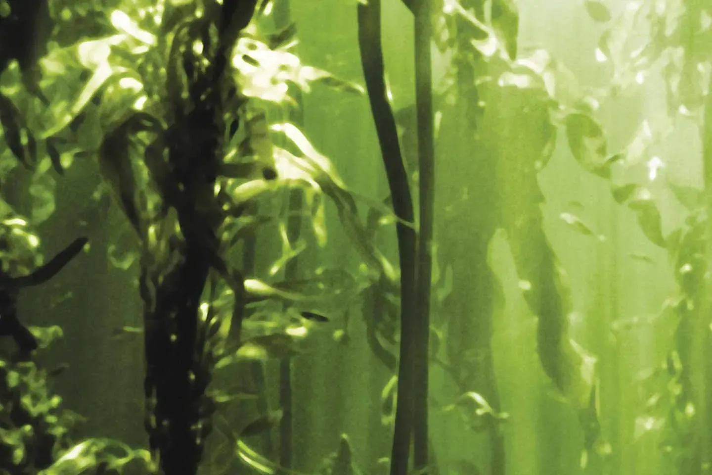 Sunlit underwater kelp forest