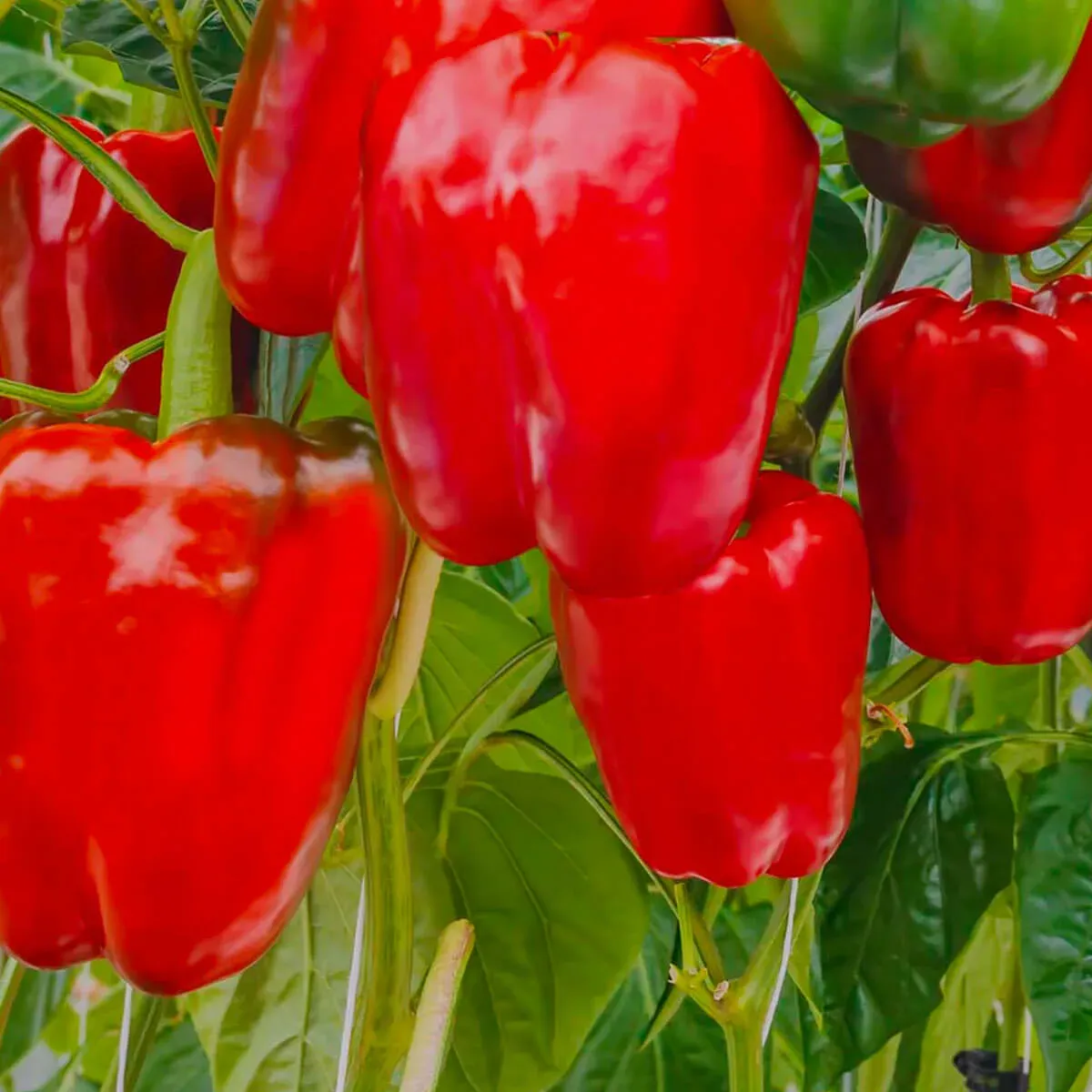 Pimientos