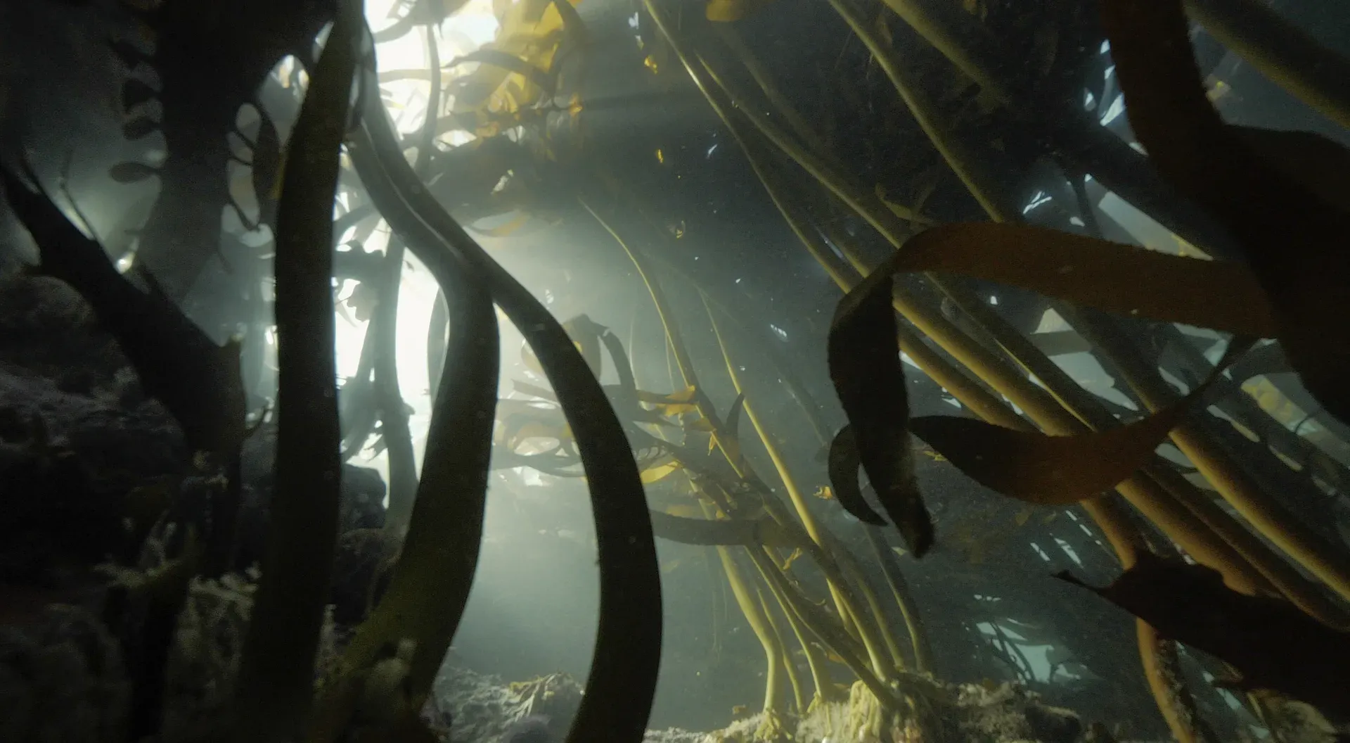 Sunlight filtering through a dense underwater kelp forest.