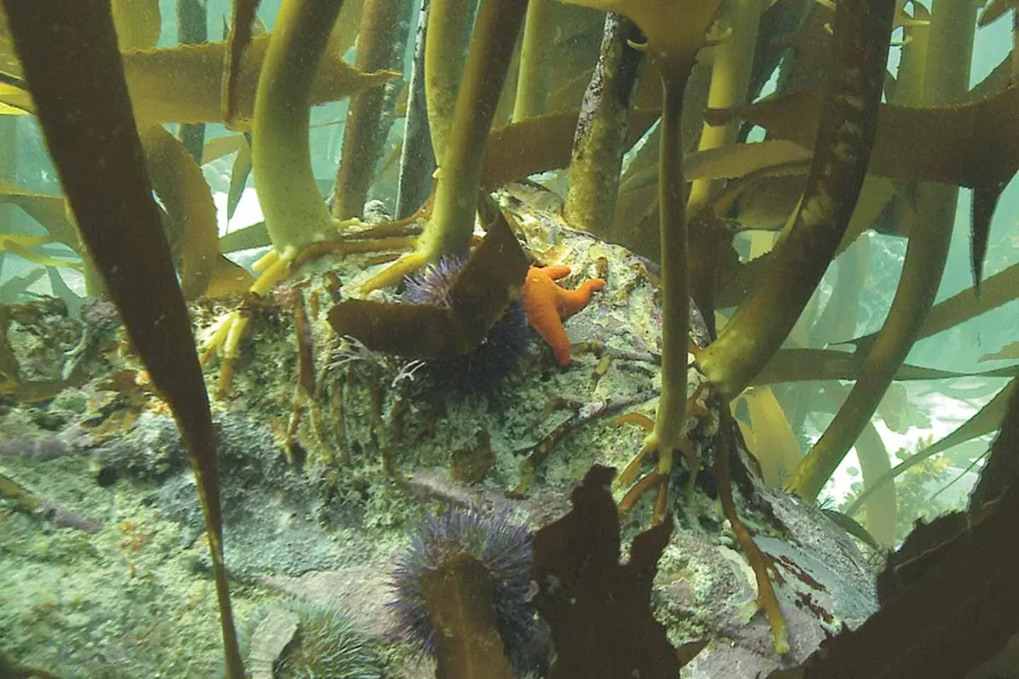 Kelp growing from a rocky underwater holdfast