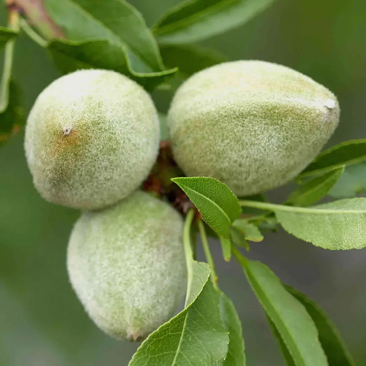Almendras