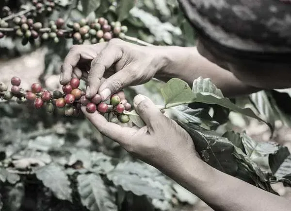 Productor cosechando cerezas de café
