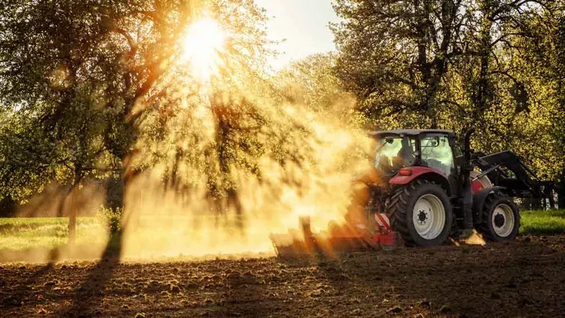 Tractor working in a sunlit orchard