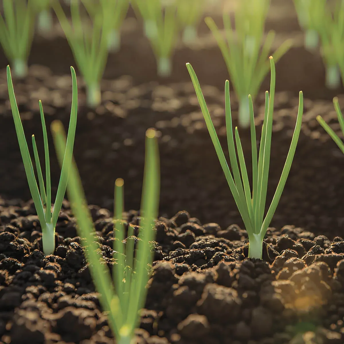 Onion stage 2: foliar spray