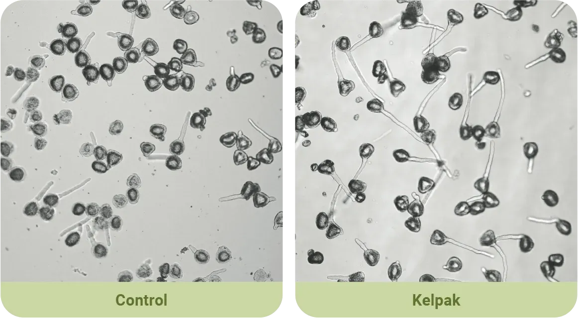 Comparación de polen de cerezo que muestra el crecimiento del tubo polínico con y sin Kelpak