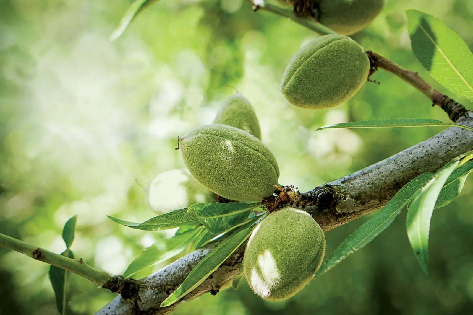Almond field trial video