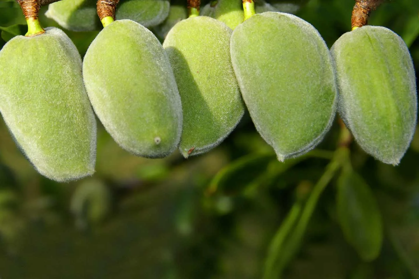 Almonds