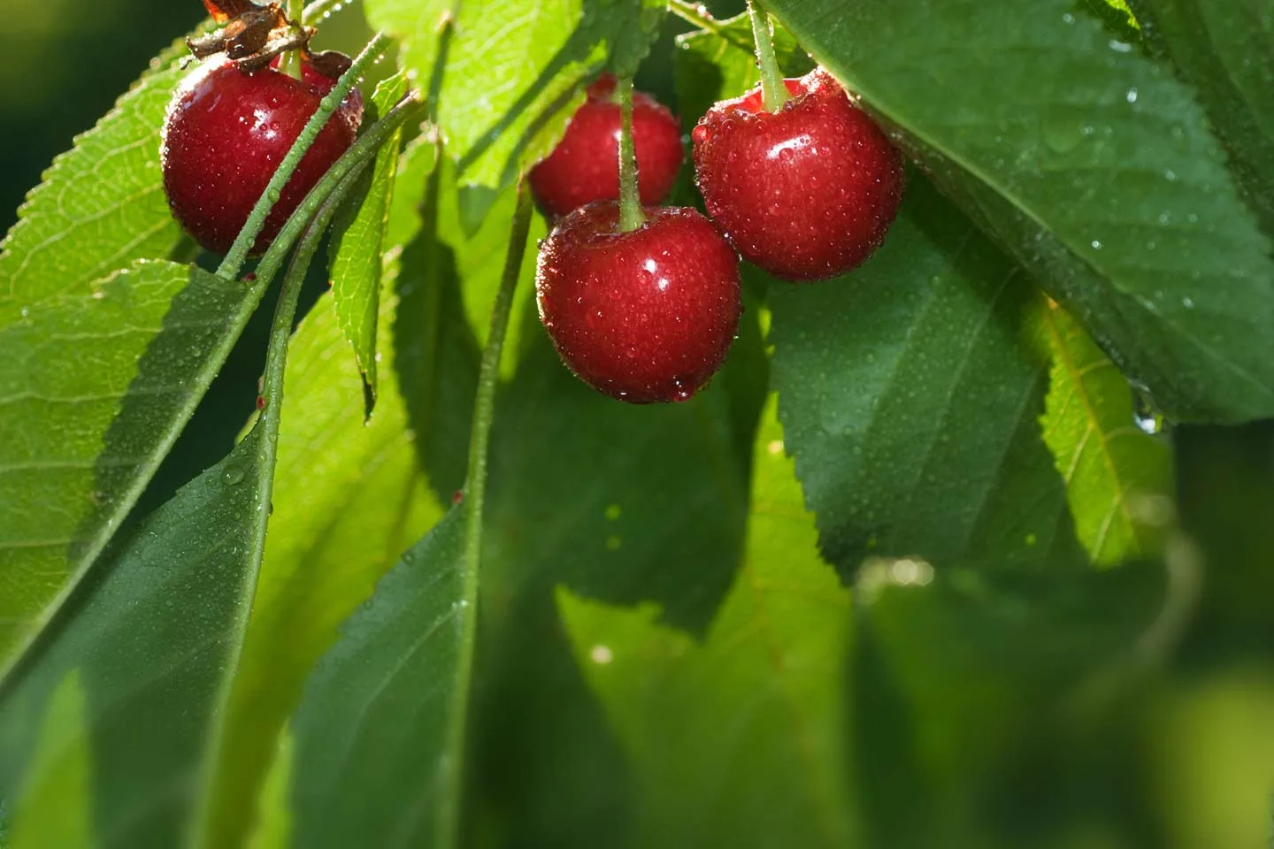 Cerezas