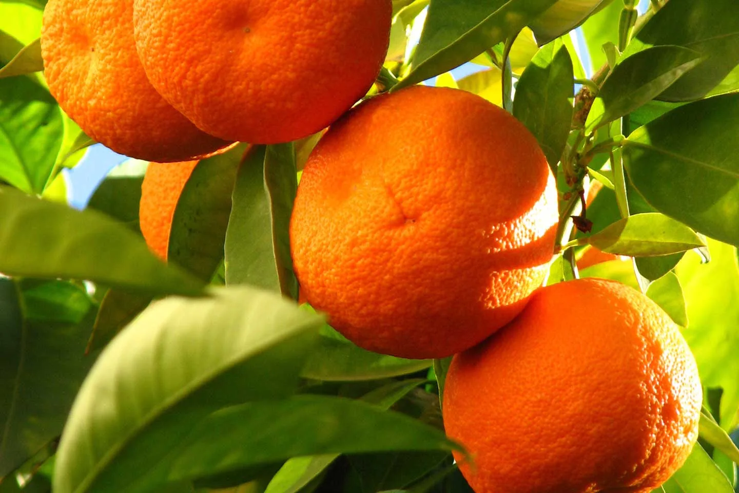 Cítricos