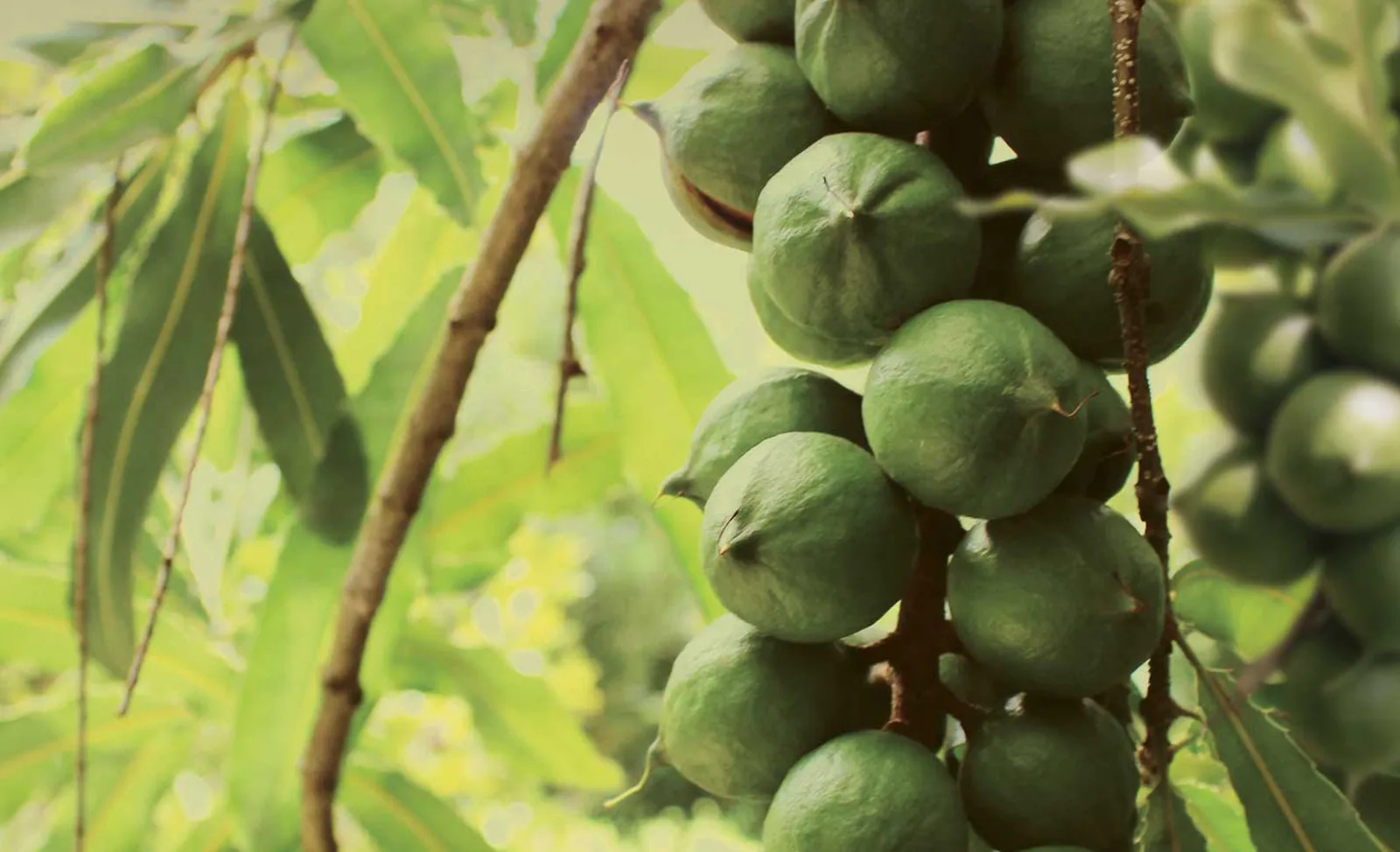 Macadamia