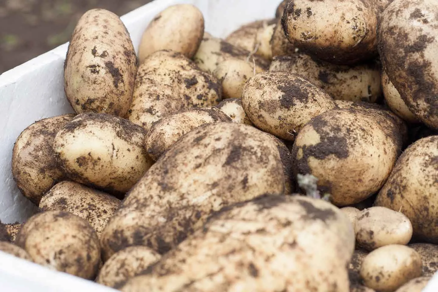 Papas