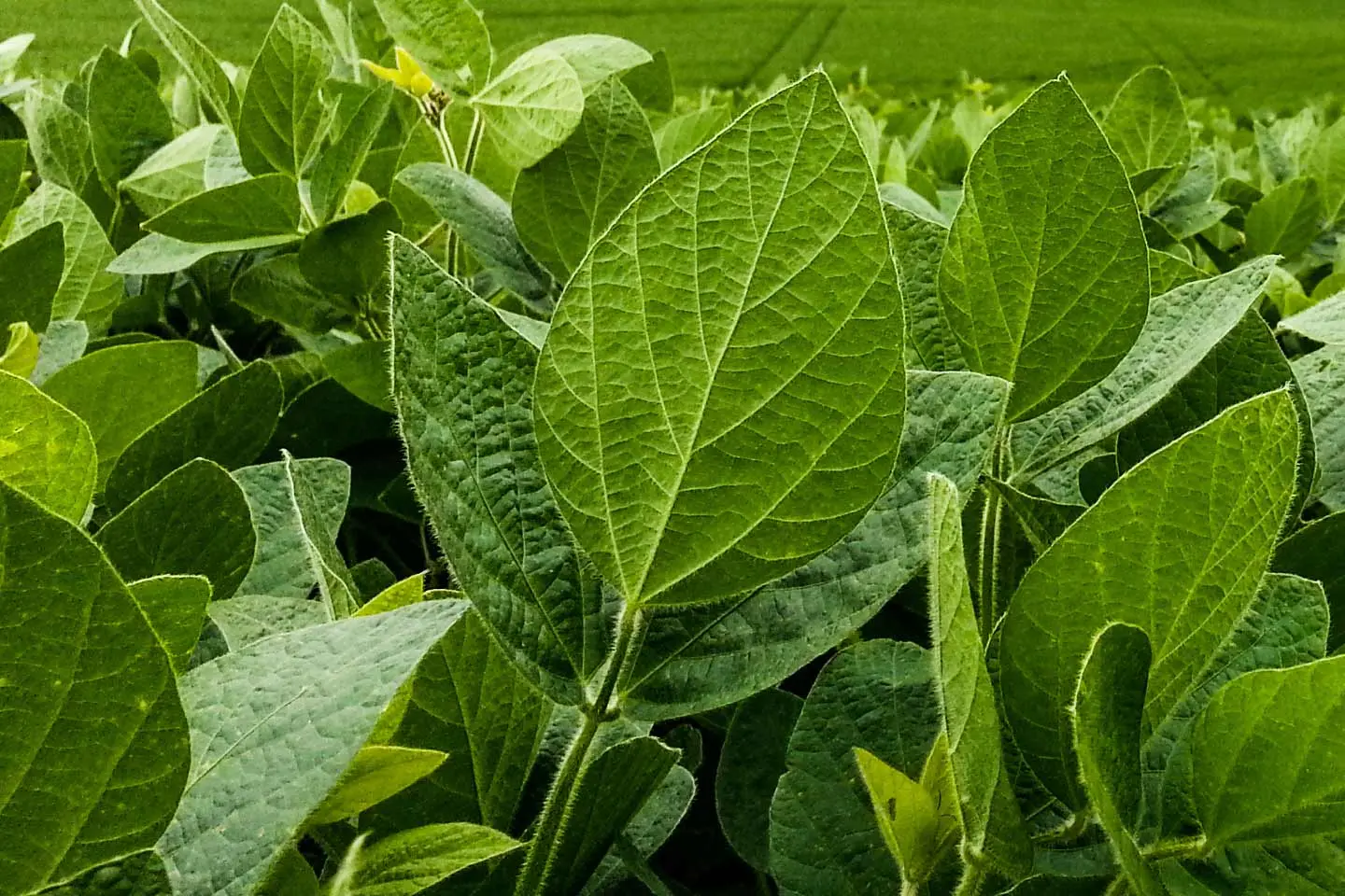 Soya