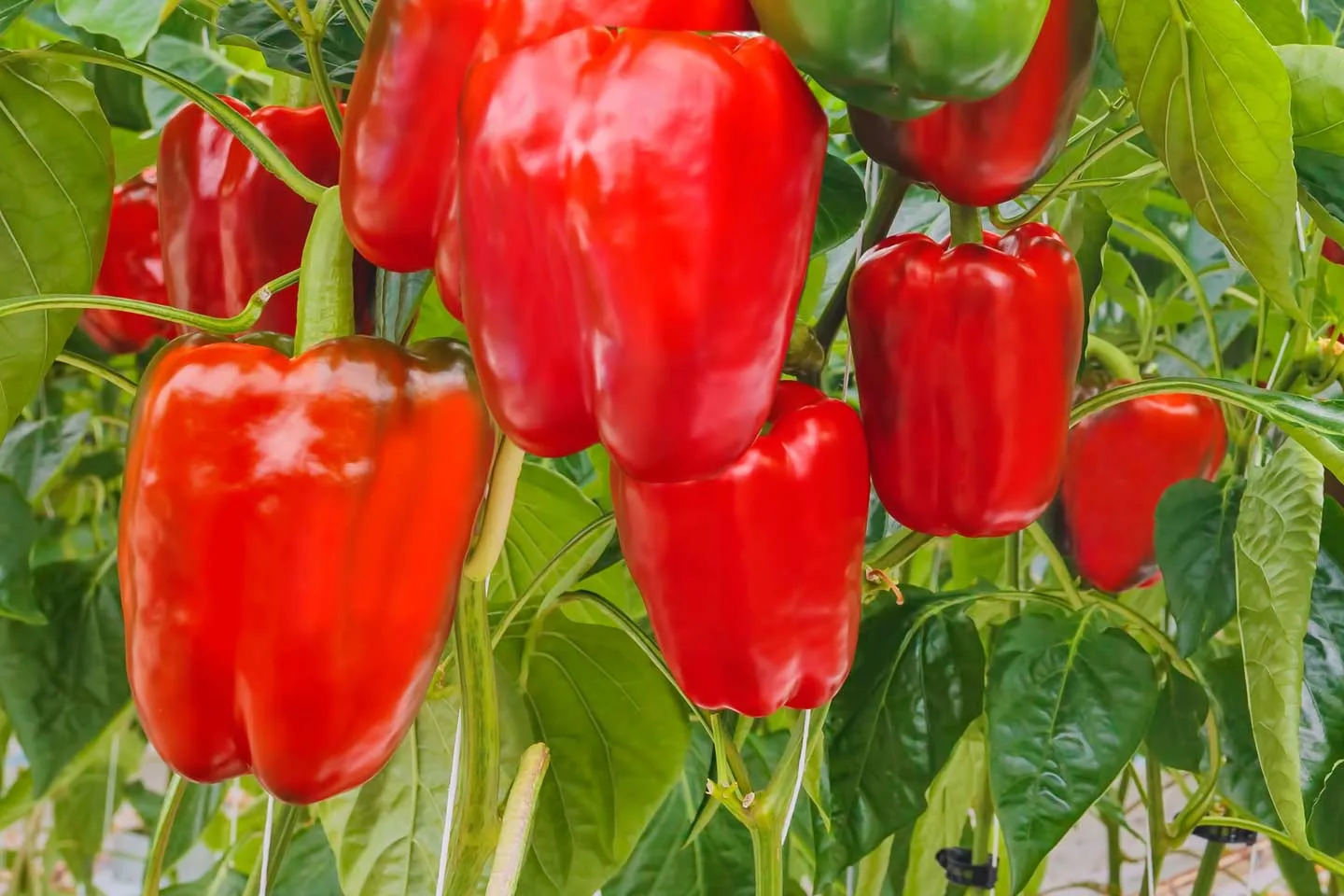 Capsicums