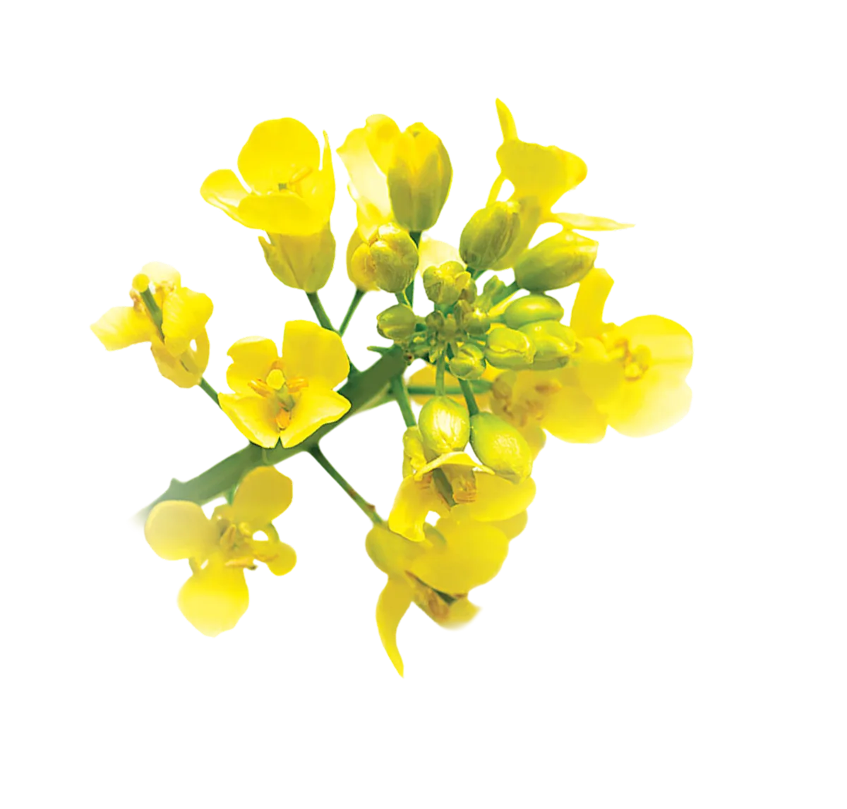 Canola