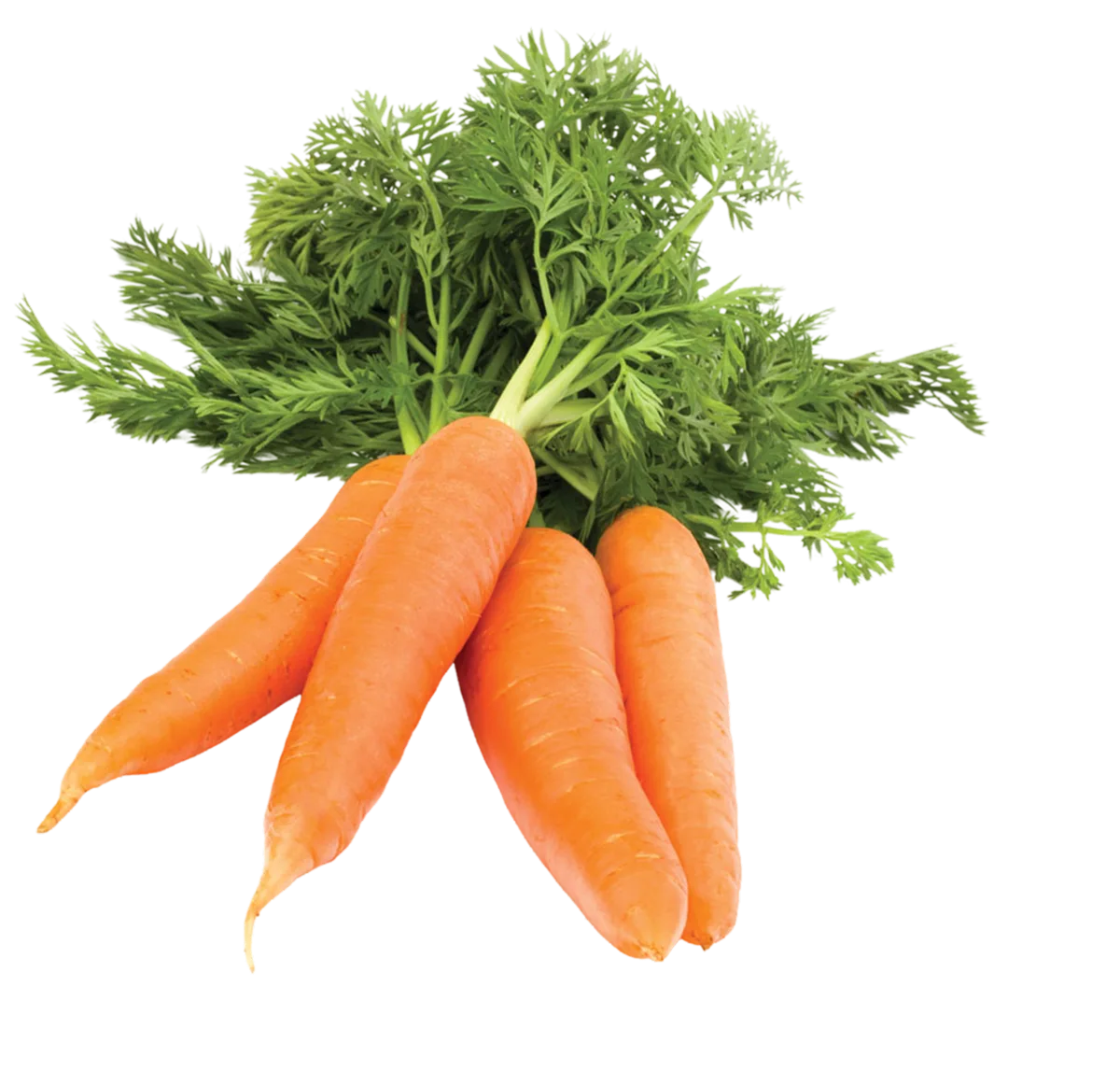 Carrots/Chicory