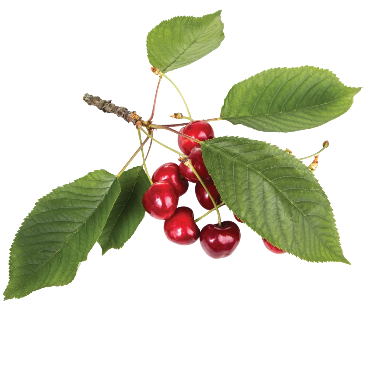 Cerezas