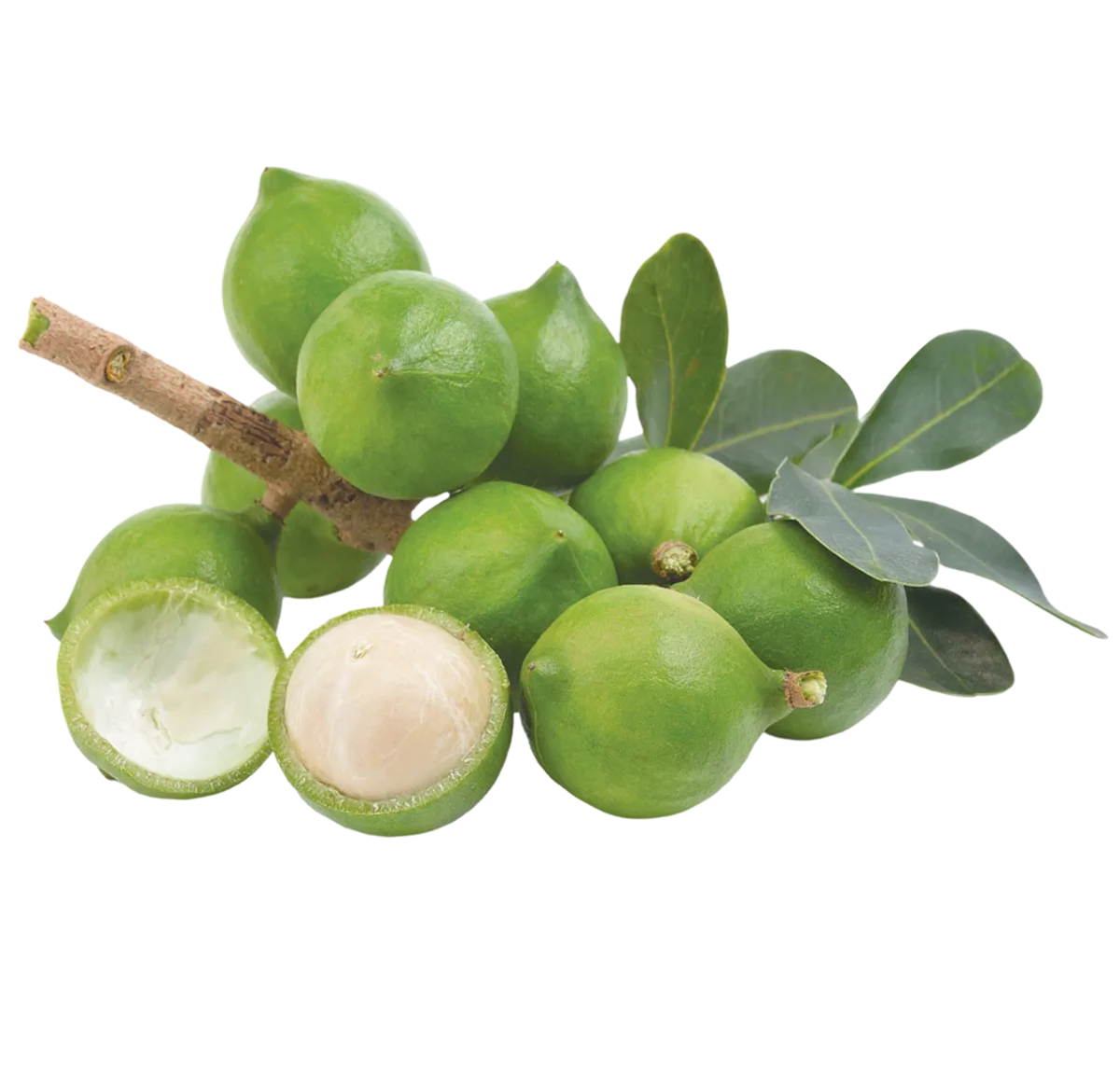 Macadamia