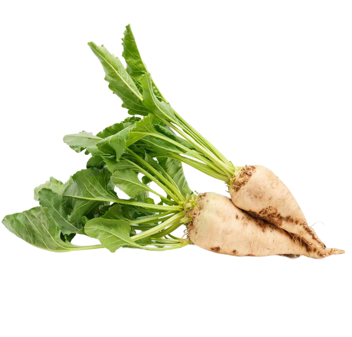 Sugar Beet