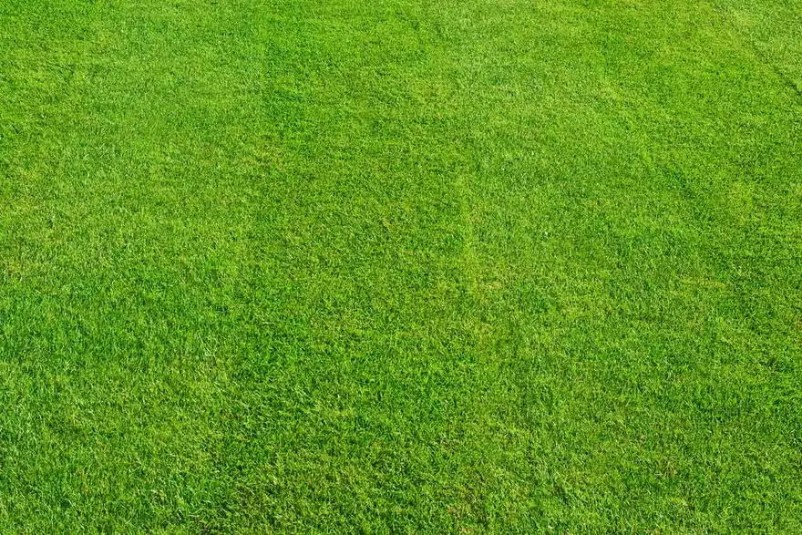 Turf