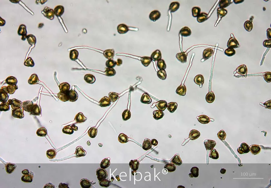 Cerezas con Kelpak